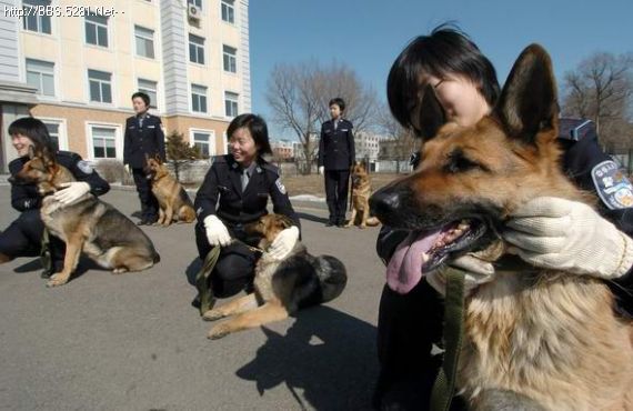 警犬技術(shù)專業(yè)怎么樣 就業(yè)前景好不好(10條）